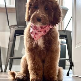 Bernedoodle and Goldendoodle All Grown Up from Farmland Doodles