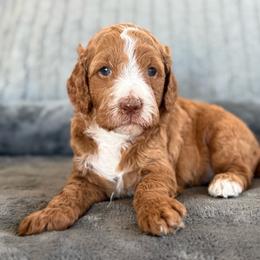 Teddy - Red  male Goldendoodle puppy in Maricopa, Arizona from AZ Designer Goldendoodles