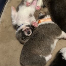 Pembroke Welsh Corgi Puppies from Temperance Farm Corgis