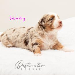 Sandy - Red merle female Aussiedoodle puppy in Kennesaw, Georgia from Distinctive Doodle