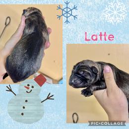 Latte - White collar girl - Sable female German Shepherd puppy in Oakley, California from Von Guadachi German Shepherds & Audacity Border Collies