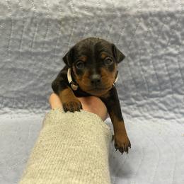 Max - Black and rust male Miniature Pinscher puppy in Lancaster, Missouri from White Stone Ranch