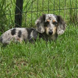 Delilah - Dachshund