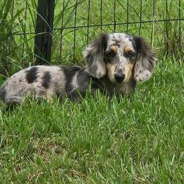 Delilah - Dachshund