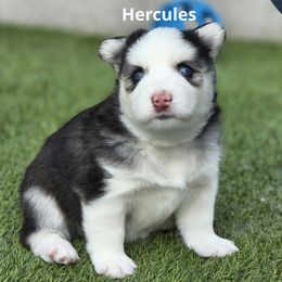 Hercules - Black and white male Pomsky puppy in Fredericksburg, Virginia from Purely Pomskies