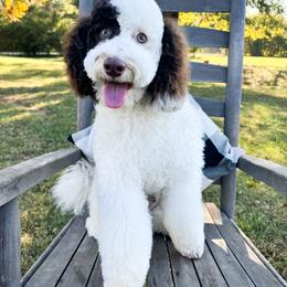 Dudley - Australian Labradoodle