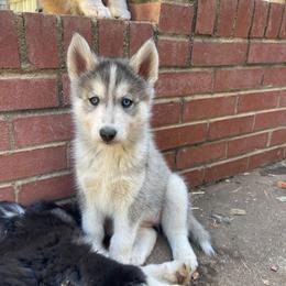 Kita - Gray and white female Siberian Husky puppy in Elkin, North Carolina from Blue Ridge Shadow Huskies