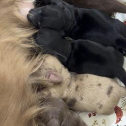 Solid black - Black male Dachshund puppy in Steele, Alabama from Taylored Dachshunds