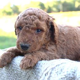 Gilly- AKC Female Mini Poodle- Stokesdale, NC - Apricot female Poodle puppy in Stokesdale, North Carolina from His and Hers Poodles and Doodles