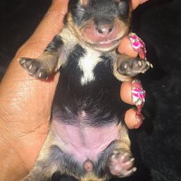 Girl 1 - Black tan and white female Biewer Terrier puppy in North Augusta, South Carolina from Tiny Paws Luxury Pets