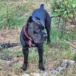 Epona - Cane Corso