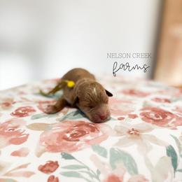 Goldie - Red female Maltipoo puppy in Huntsville, Texas from Nelson Creek Farms