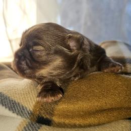 JOEY - Liver male Shih Tzu puppy in Los Banos And Bay Area, California from Shantii's Shih Tzu's