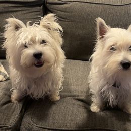 West Highland White Terrier Puppies from Westend Westies