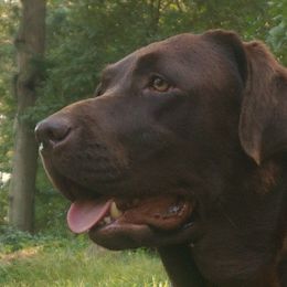 Thistle - Labrador Retriever