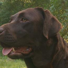 Thistle - Labrador Retriever