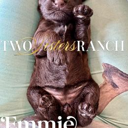 Aunty Em - female Newfypoo puppy in Jackson, Missouri from Two Sisters Ranch, LLC