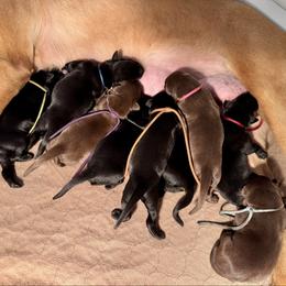 Boy 2 - Black male Labrador Retriever puppy in Winchester, Kentucky from Bourbon Country Retrievers
