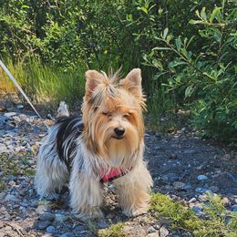 Yorkshire Terrier All Grown Up from Amy Timpe