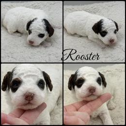 Rooster - Parti male Poodle puppy in Wheatland, California from Sapphire Ridge Poodles