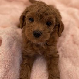 Pixie - Red  female Goldendoodle puppy in Kansas City, Kansas from Bella & Ivy’s Mini Goldendoodles of KC