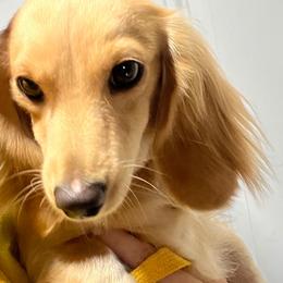 Salt - Dachshund