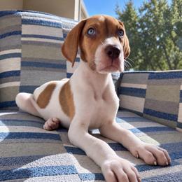 Smores - Mantle male Great Dane puppy in Florida from Beachside Kennels