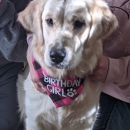 Goldendoodle and Golden Retriever Puppies from Goldens and Doodles of MN