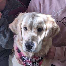 Goldendoodle and Golden Retriever Puppies from Goldens and Doodles of MN