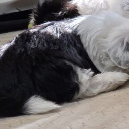 Shihpoos and Shih Tzus from SweetTee's Shih Tzus LLC