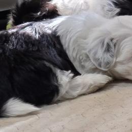 Shihpoos and Shih Tzus from SweetTee's Shih Tzus LLC