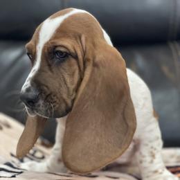 Eric - Mahogany and white male Basset Hound puppy in Remington, Virginia from Lotus Rose Basset hounds
