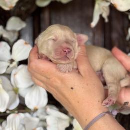 Marie - Cream male Goldendoodle puppy in Enumclaw, Washington from Owen-a-Doodle
