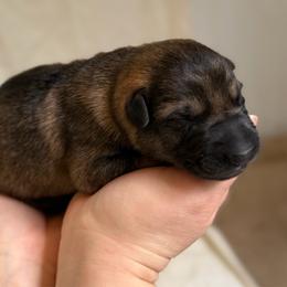 Boy 2 - Sable male German Shepherd puppy in Ashland, Alabama from CzechDDR