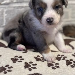 Australian Shepherd Puppies from Blue Creek Farm