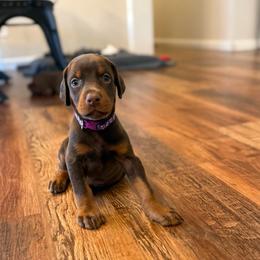 Dark Purple collar female - Red and rust female Doberman Pinscher puppy in Madison, Indiana from Jensen Dobermans and Dachshunds