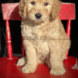 GW - Cream Goldendoodle puppy in Lancaster, Minnesota from North Star Dog Training