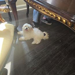 Givenchy - White male Maltipoo puppy in Washington from Mt.BakerPoodles&Doodles