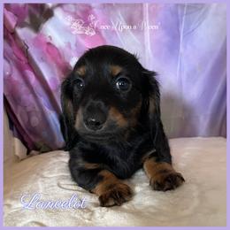 Lancelot of Camelot (AKC registered name) - Black and tan male Dachshund puppy in Scappoose, Oregon from Once Upon a Ween