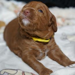 Simba - Red male Australian Labradoodle puppy in Fontana, California from Glory Labradoodle’s