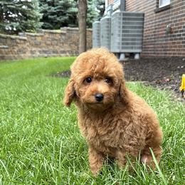 Poodle Puppies from Orel Toy & Miniature Poodles