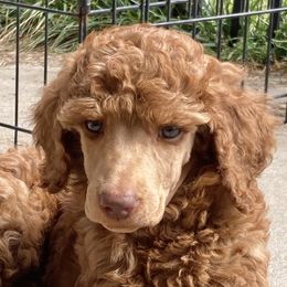 Sazzy - Red  female Poodle puppy in San Luis Obispo County, California from Central Coast Standard Poodles & Cavaliers