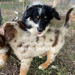 Australian Shepherd puppies from Bline's Awesome Aussies CA