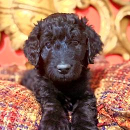 Maui - Black phantom male Aussiedoodle puppy in Riverside, California from Just Loving Doodles