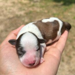 Dill - Parti male Miniature Schnauzer puppy in Clover, South Carolina from Bobo’s Babies Kennels