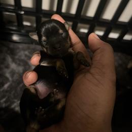 Molly smallest female - Black and tan female Yorkipoo puppy in Gastonia, North Carolina from Precious pups dynasty kennel