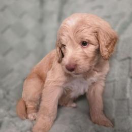Smooth Criminal - Apricot male Labradoodle puppy in Lansing, North Carolina from Murphy Manor Mountain Doodles