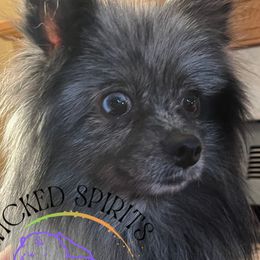 Buttons - Pomeranian