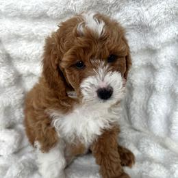 Lafayette - Apricot male Goldendoodle puppy in Bountiful, Utah from Lady's Liberty Litter