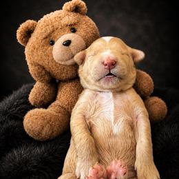 Ted Bear - Apricot male Goldendoodle puppy in Rocky Point, North Carolina from CelticDoods